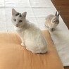 チッくん
