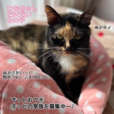 イチオシひなちゃん