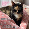 イチオシひなちゃん