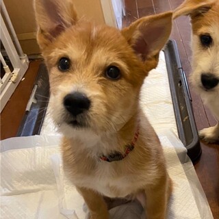 犬も人も大好きで甘えん坊なポピーちゃん