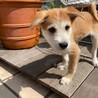 人も犬も大好きなデイジーちゃん サムネイル3