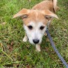 人も犬も大好きなデイジーちゃん サムネイル4