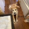 人も犬も大好きなデイジーちゃん サムネイル5
