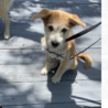 人も犬も大好きなデイジーちゃん サムネイル6