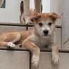 人も犬も大好きなデイジーちゃん サムネイル7