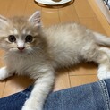 トライアル決定しました