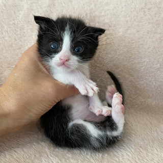 【動画】ヌイグルミのように小さくて可愛い兄弟