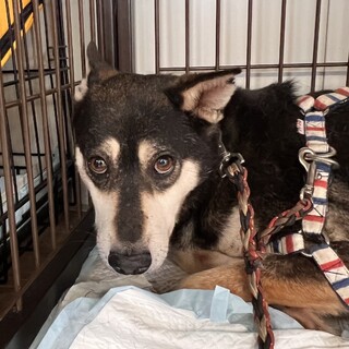 マックスくん　保護犬　男の子