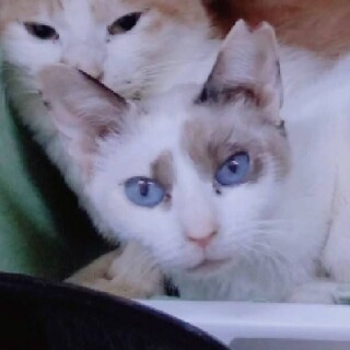 シャムＭＩＸ仔猫5ヶ月です