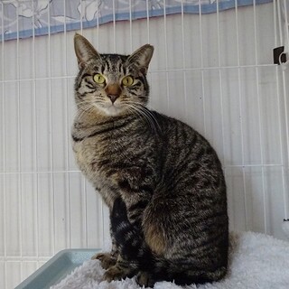 怖がりだって幸せになりたいニャ