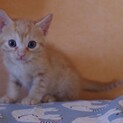 茶トラ 丸顔しっぽ長 のんびりボーイ