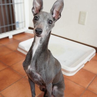 イタグレ:しずくちゃん♪