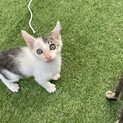 人懐っこい元気な子！