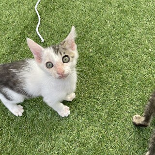 人懐っこい元気な子！