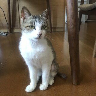 人懐っこい　女の子　小柄な1歳半