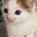 正統派三毛ちゃん♡かわいいカステラちゃん