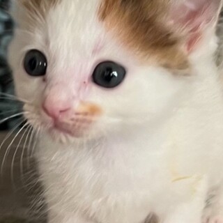正統派三毛ちゃん♡かわいいカステラちゃん