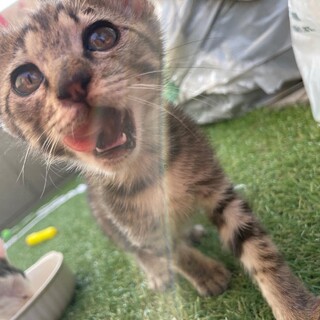 おっとりキジトラちゃん