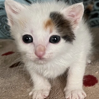 色白かわいい三毛猫のモナカちゃん♡