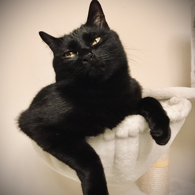 kingyoちゃんのカバー写真