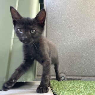 活発マイペースの黒猫ちゃん