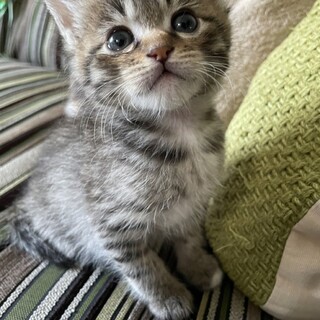 食いしん坊で好奇心旺盛キジトラ男子コハク