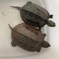 甲羅サイズ11cmクサガメのペア