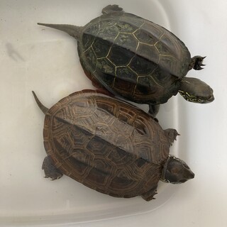 甲羅サイズ11cmクサガメのペア