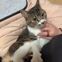 凄く甘えん坊のキジトラ男の子！