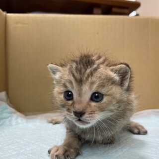キジトラの姉妹