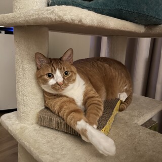 飼い主病気治療のため、新しいおうちを探しています②