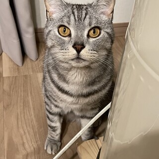 飼い主病気治療のため、新しいおうちを探しています③