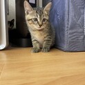 【二ヶ月♂】キジトラ　わらびくん