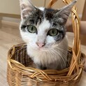 可愛い子猫の里親さんを探しています！