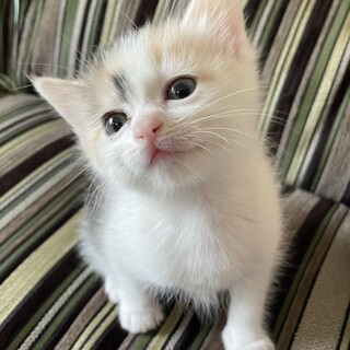 募集停止　モコモコのパステル三毛千尋