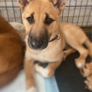 控えめ穏やかな女の子✴︎家族を探してます。