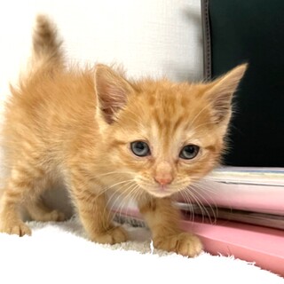 茶トラのほわほわ❤️男の子1ヶ月