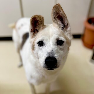 あかり女の子11kg