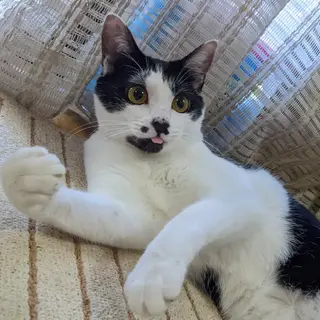 里親決定【みしろ】生後10ヶ月