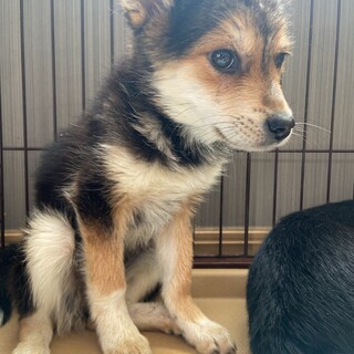 キキちゃんの家族を探してます。