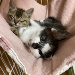 猫の里親会　in 日立シビックセンター