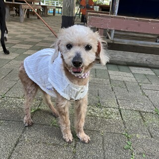 シニアトイプーメグちゃんに温かい家族を！