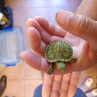 みどり亀の子供です