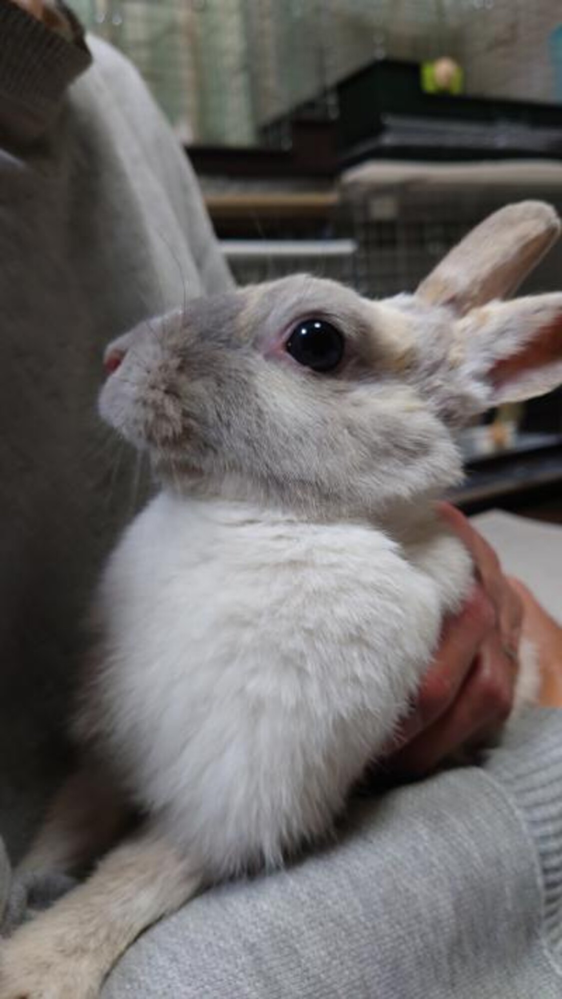 保護うさぎ 滋賀っこ 大阪府 小動物の里親募集 ペットのおうち 月間利用者150万人