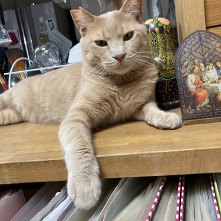 募集停止。茶トラのプーちゃん