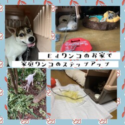 「倉敷っ子チーノちゃん、家族決定！」サムネイル2