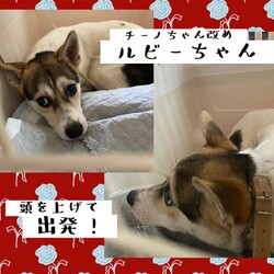 「倉敷っ子チーノちゃん、家族決定！」サムネイル3