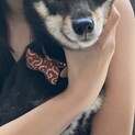 一旦、募集停止します。1歳の豆柴ちゃんです。