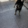 一旦、募集停止します。1歳の豆柴ちゃんです。 サムネイル2