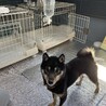 一旦、募集停止します。1歳の豆柴ちゃんです。 サムネイル3
